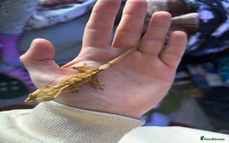 Gecko reptiles for sale: Baby crested geko  - Image 10