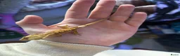 Gecko reptiles for sale: Baby crested geko  - Advert 10