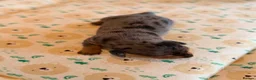 Miniature Dachshund dogs for sale: Stunning KC Registered Miniature Dachshund Puppies - Advert 7