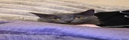 Mixed Breed cats for sale: 1 kitten 2 cats  - Advert 5