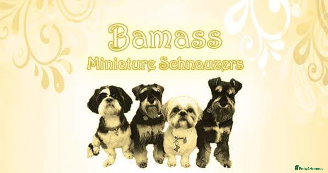 Miniature Schnauzer dogs for stud: stunning Kc registererd proven miniature schnauzer in Wolverhampton - Advert 1