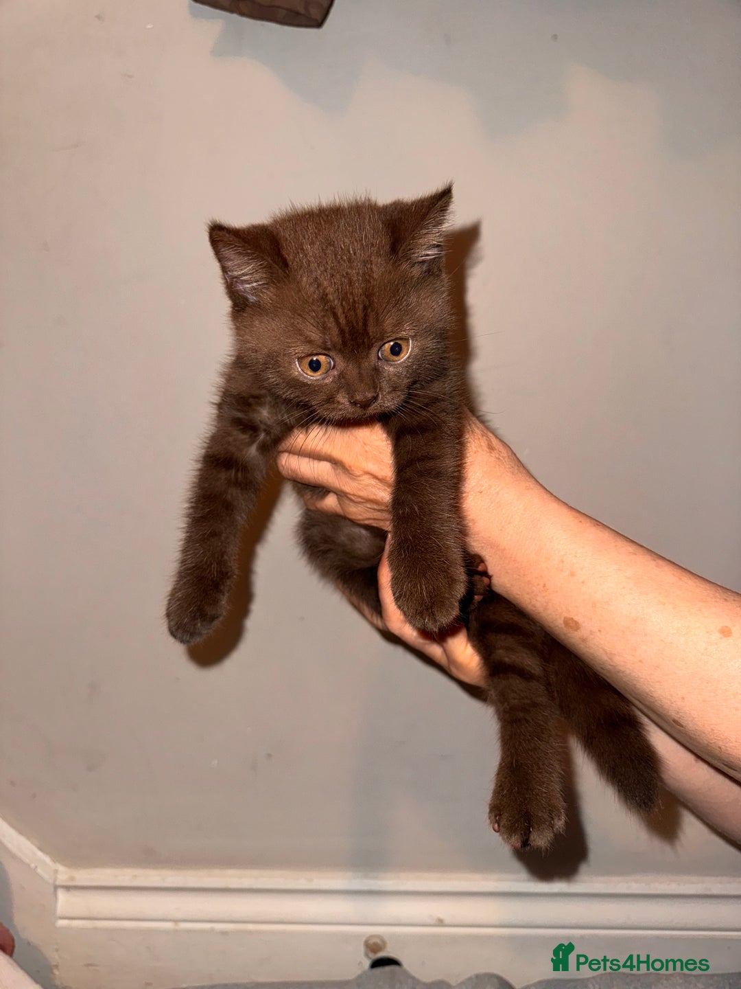British Shorthair cats for sale: British Shorthair kittens  - Image 14