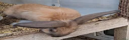 Continental Giant rabbits for sale: Continental Giants - Advert 4