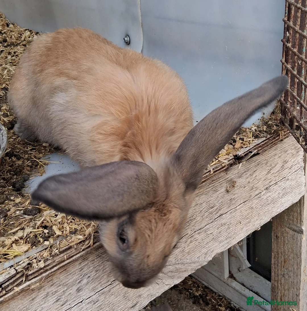 Continental Giant rabbits for sale: Continental Giants - Advert 4