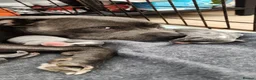 Staffordshire Bull Terrier dogs for sale: Blue Staffordshire bull terrier puppies 🐶🐕🐾 - Advert 4