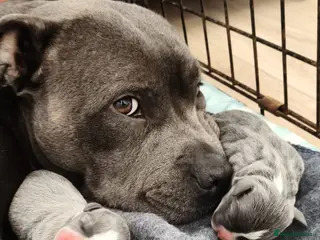 Staffordshire Bull Terrier dogs Blue Staffordshire bull terrier puppies 🐶🐕🐾 - Advert 16