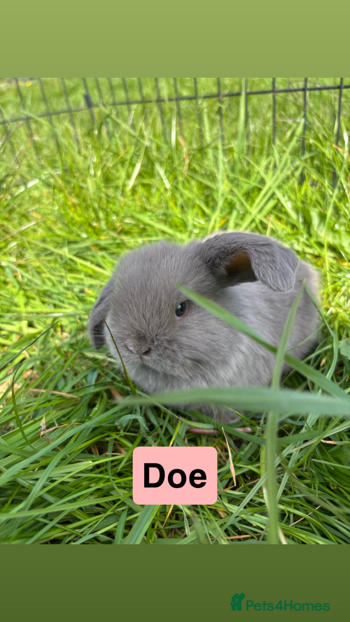 Mini Lop rabbits Adorable Mini Lop Babies - Advert 21