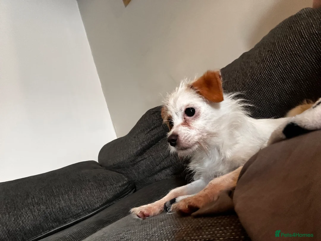 Mixed Breed dogs for sale: Skye  in Llanelli - Advert 2