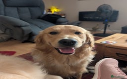 Golden Retriever dogs for stud: Fully Health Tested KC Golden Retriever Stud in Saltcoats - Image 10