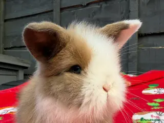 Mini Lion Lop rabbits Mini Lion Lop ** BABIES IN THE NEST** - Advert 10
