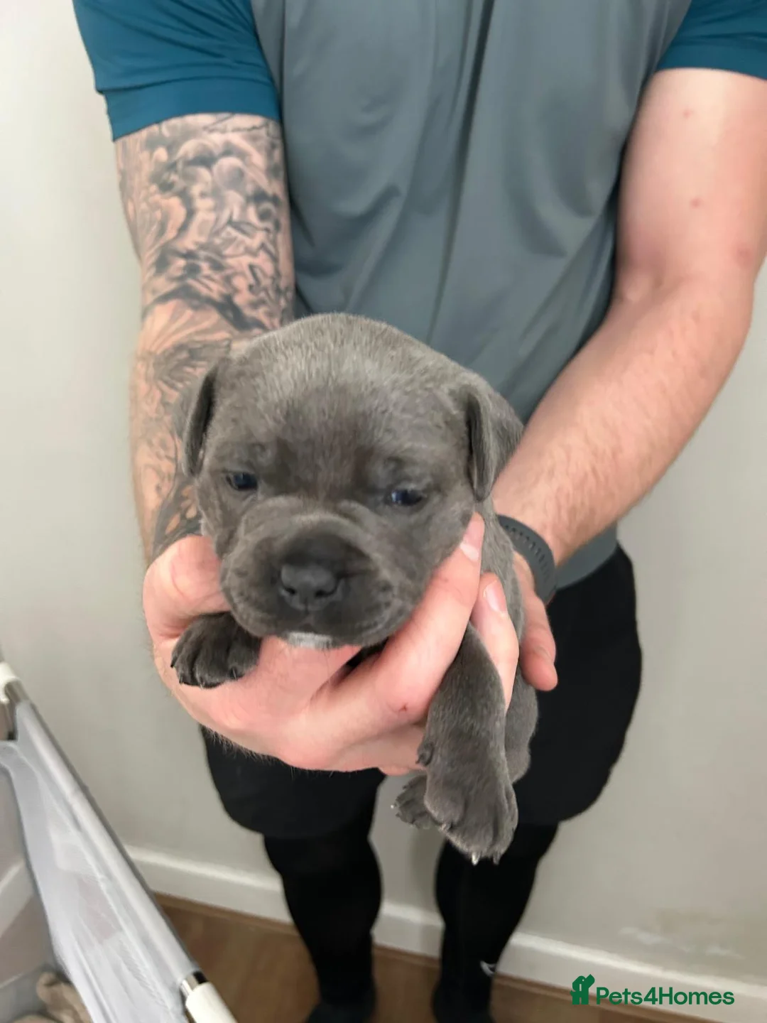 Staffordshire Bull Terrier dogs for sale: Staffordshire bull terrier  dogs blue staffs  - Advert 24