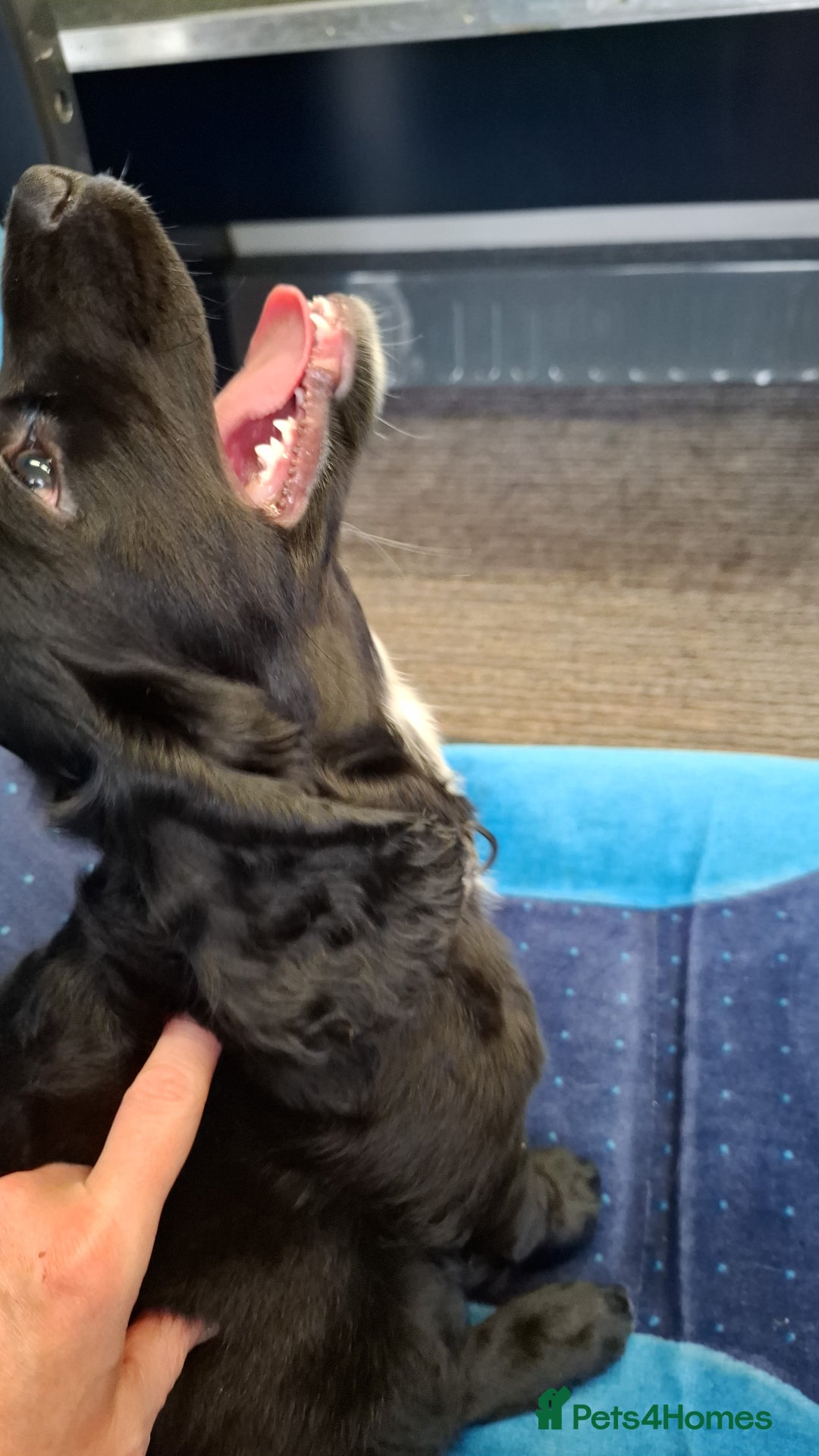 Cocker Spaniel dogs for stud: For stud - Image 7