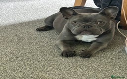 French Bulldog dogs for sale: Blue frenchie girl  - Image 8