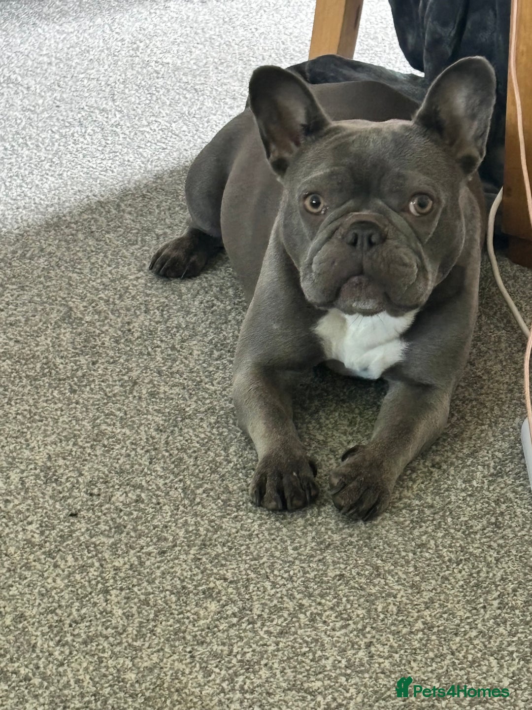 French Bulldog dogs for sale: Blue frenchie girl  - Image 8