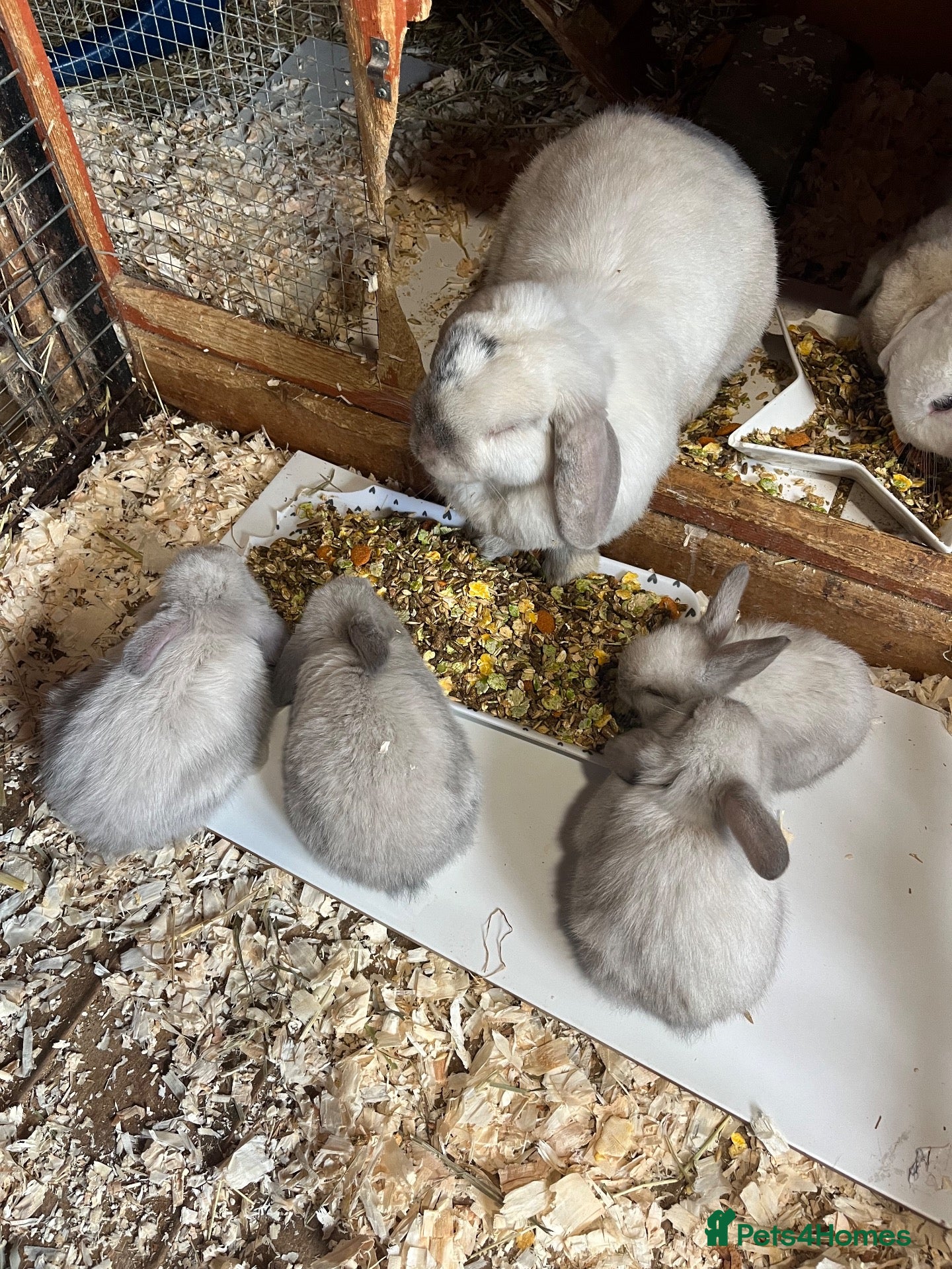 Mini Lop rabbits Early Summer 2026 - Advert 2