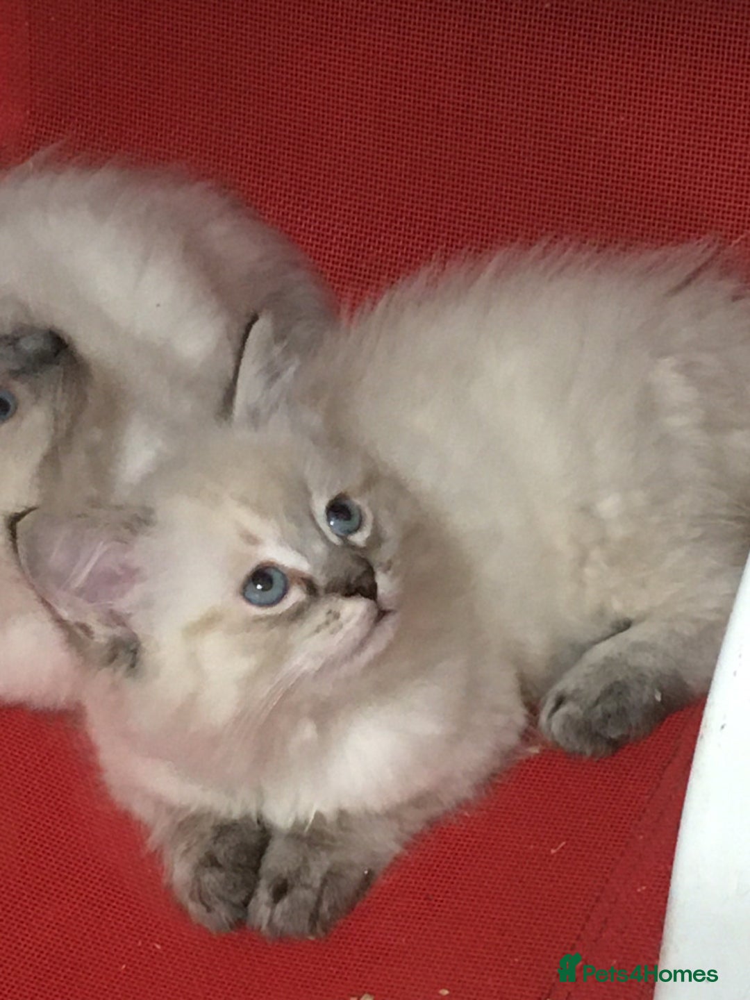 Ragdoll cats for sale:  Ragdoll Kittens HCM and PKD genes clear - Image 6