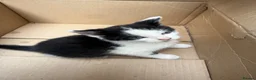 Mixed Breed cats for sale: 4 adorable kittens available to be rehomed - Advert 20