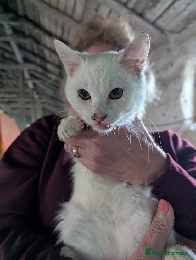 Mixed Breed cats Banana for adoption - Advert 1