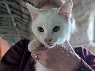 Mixed Breed cats Banana for adoption - Advert 1