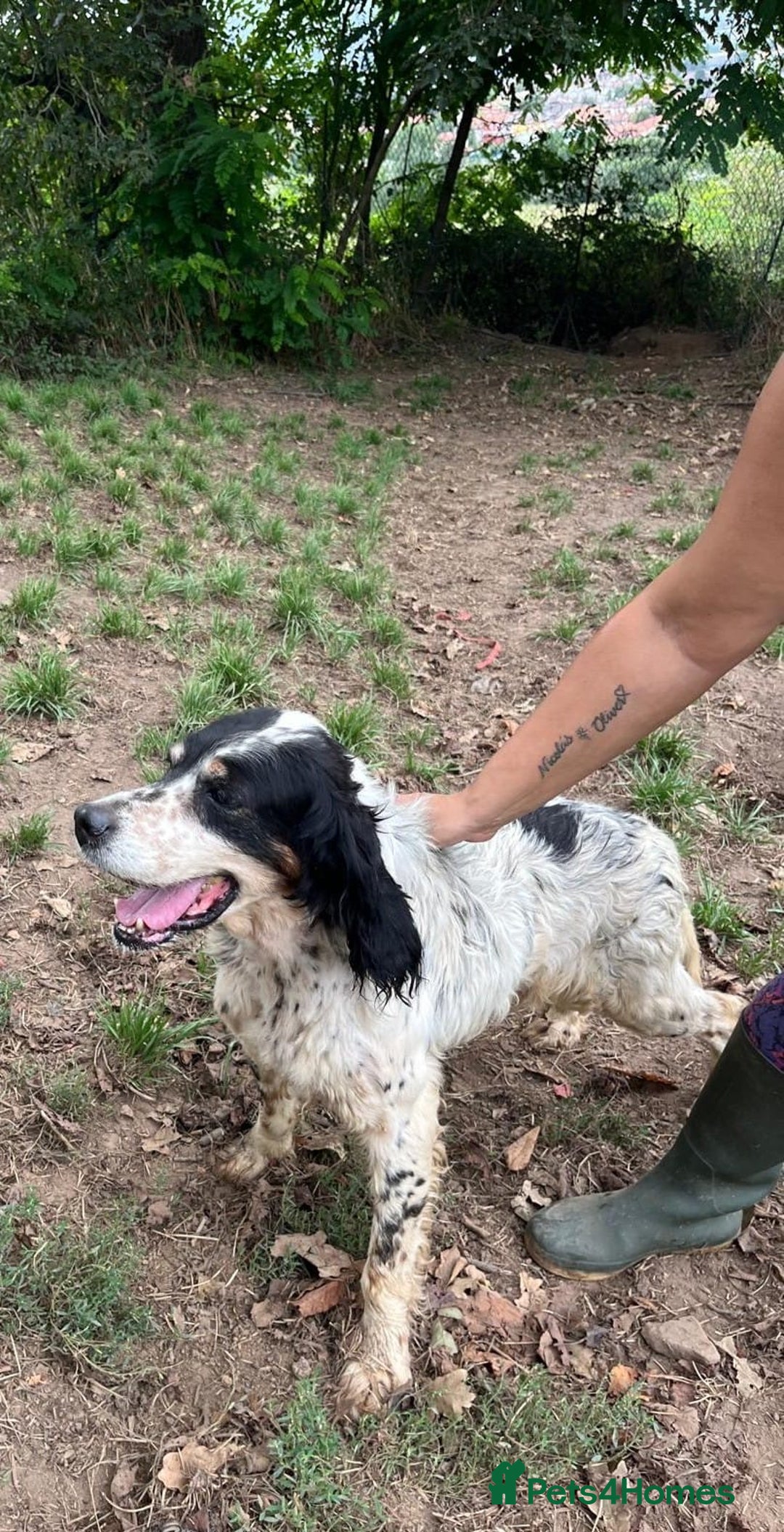 English Setter dogs for adoption: Rayo  - Image 4