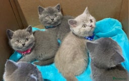British Shorthair cats for sale: Full Pedigree stunning British Shorthair kittens  - Image 2