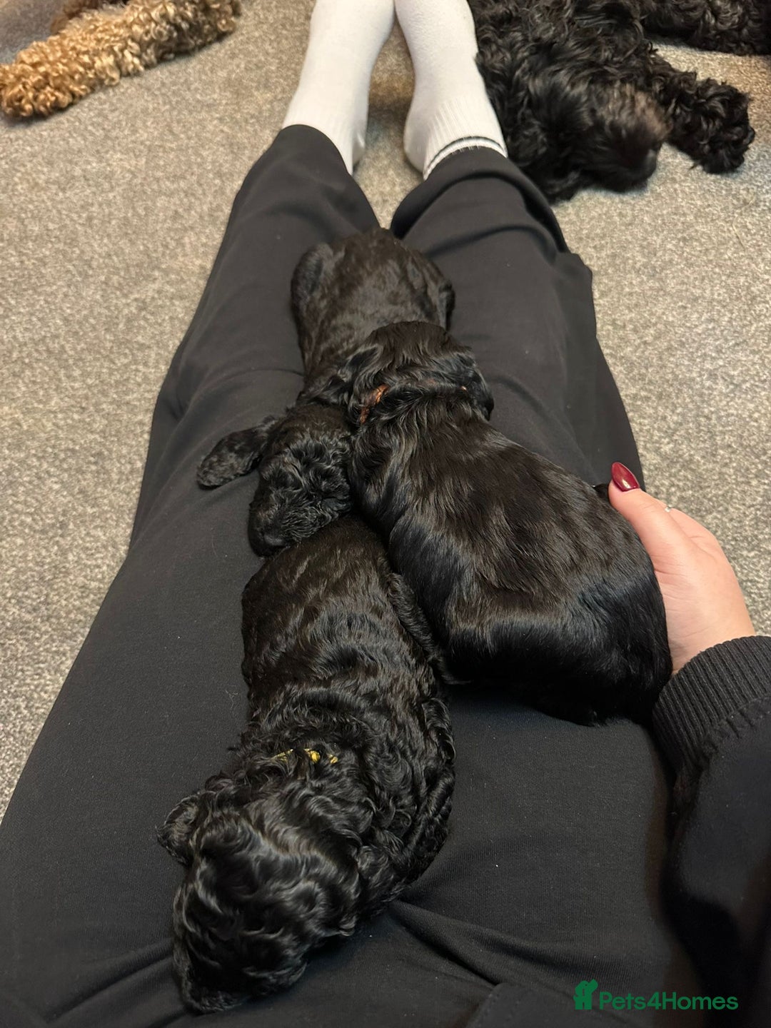 Cockapoo dogs for sale: 🐾 only one girl left F2 Cockapoo Puppies 🐾 - Advert 10