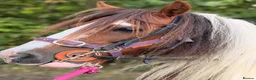 Irish Cob horses for sale: Beautiful cherry  - Advert 3