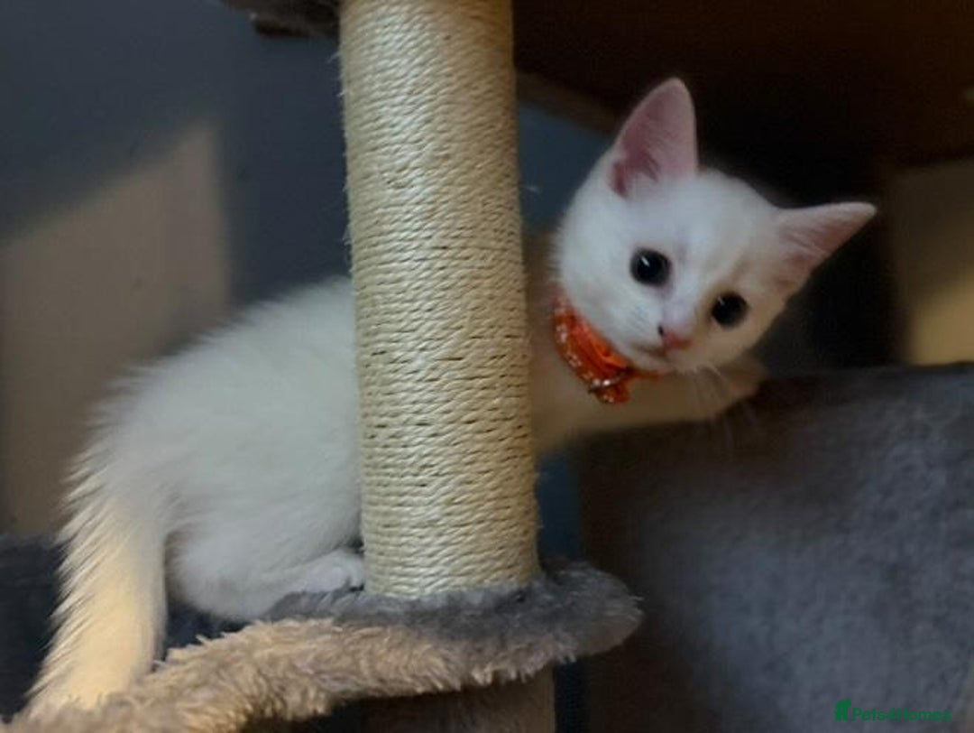 Turkish Angora cats for sale: Turkish Angora kittens - Image 9