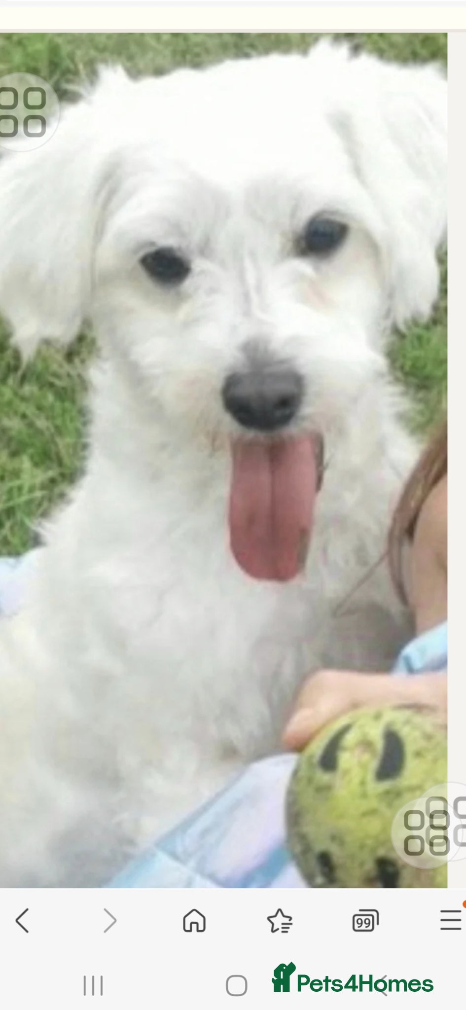 Maltese dogs Bishon maltese - Advert 13