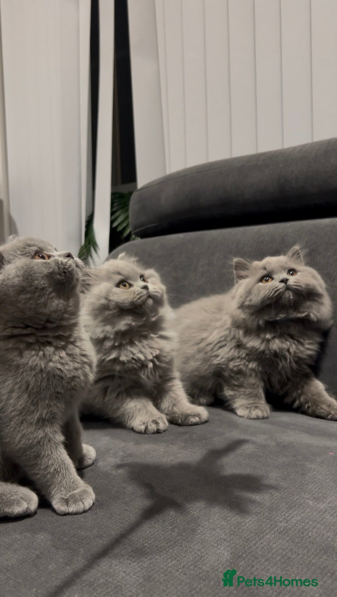 British Shorthair cats for sale: GCCF Champion British Shorthair  - Advert 3