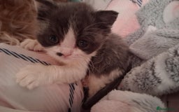Mixed Breed cats for sale: Kittens looking for loving homes - Image 1