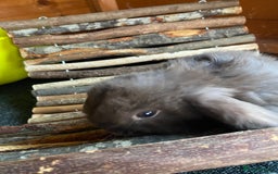 Mini Lop rabbits for sale: Mini lop rabbits - Image 7