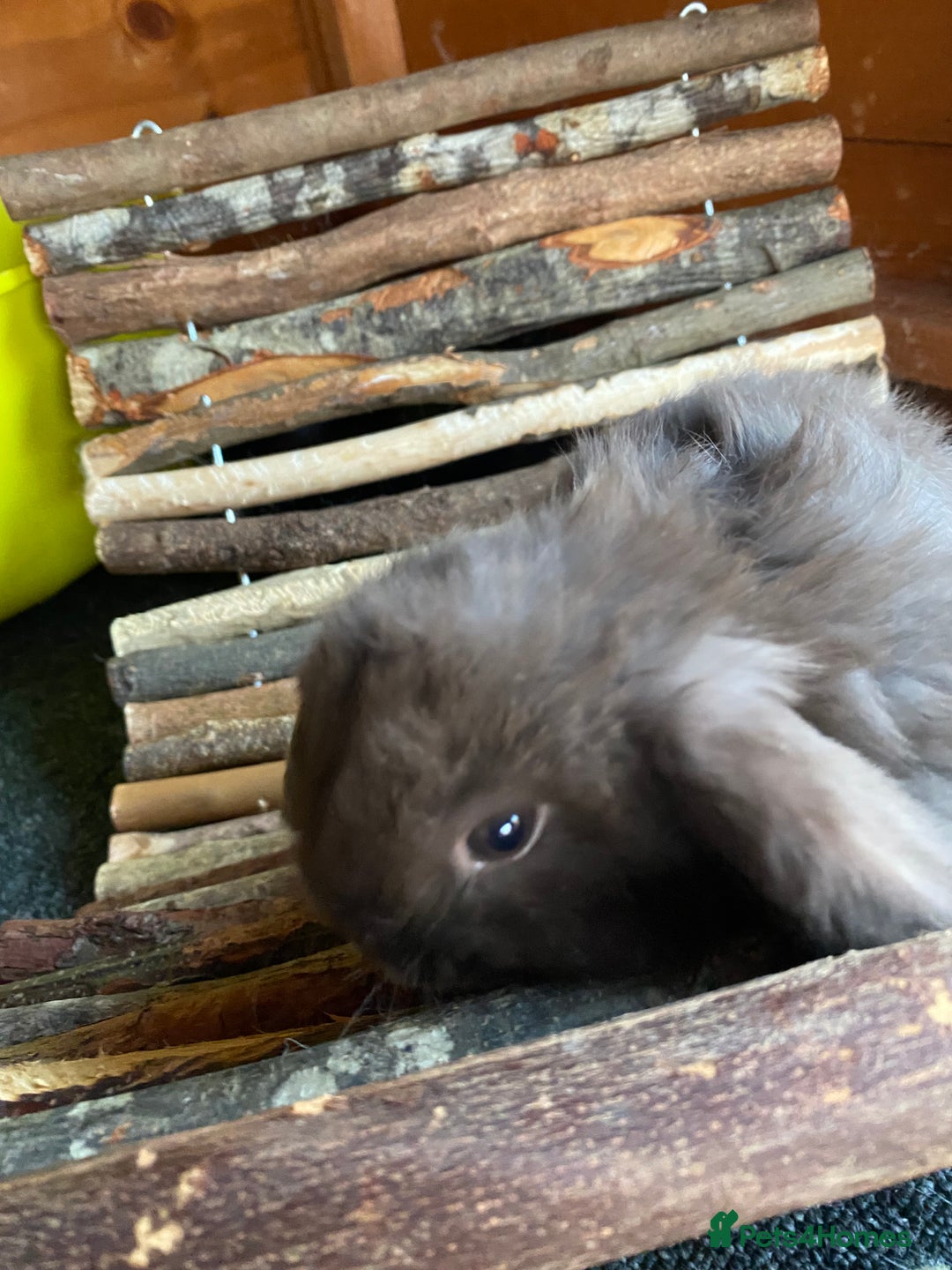 Mini Lop rabbits for sale: Mini lop rabbits - Image 7