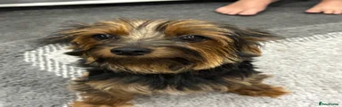 Tiny toy Yorkiepoos 