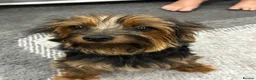 Yorkiepoo dogs for sale: Asian tiny toy poodle puppy’s  - Advert 18