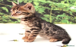 Bengal cats for sale: CUTE SNOW & BROWN BENGAL KITTENS (TICA REG) - Image 12