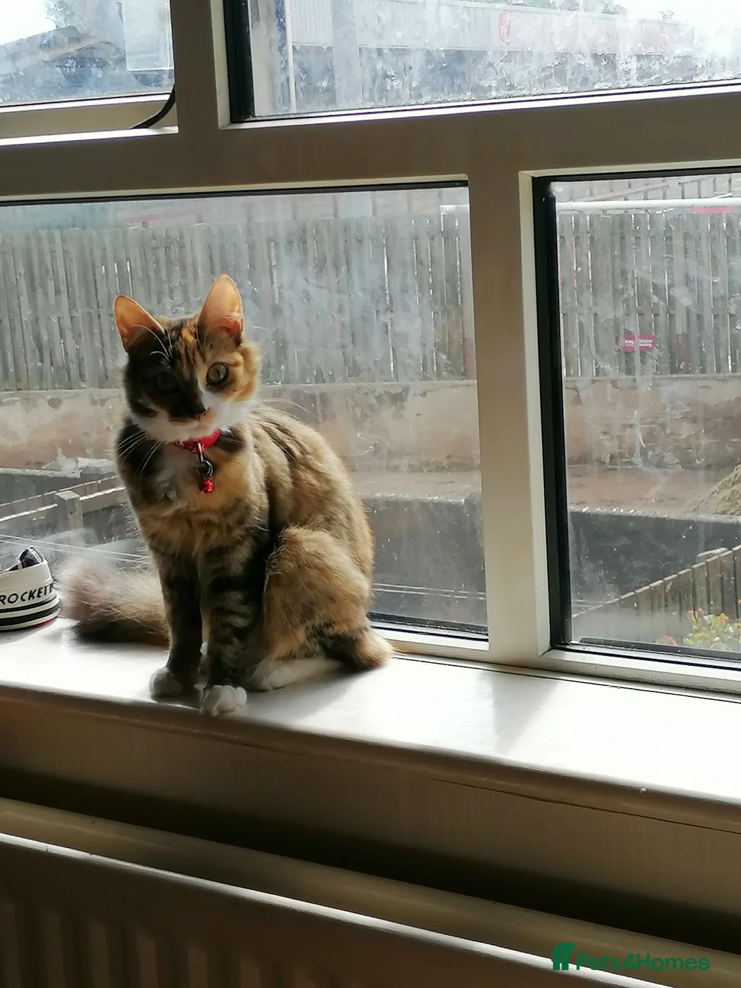 Mixed Breed cats for sale: Cats for rehoming - Advert 3