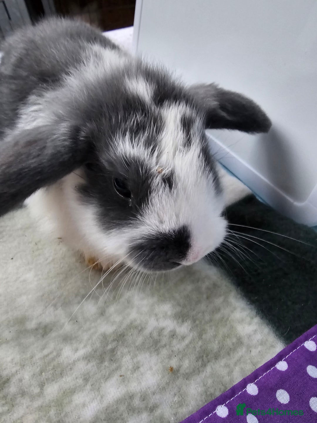 Mini Lop rabbits for sale: ✨️Mini Lop Litter✨️ - Advert 14