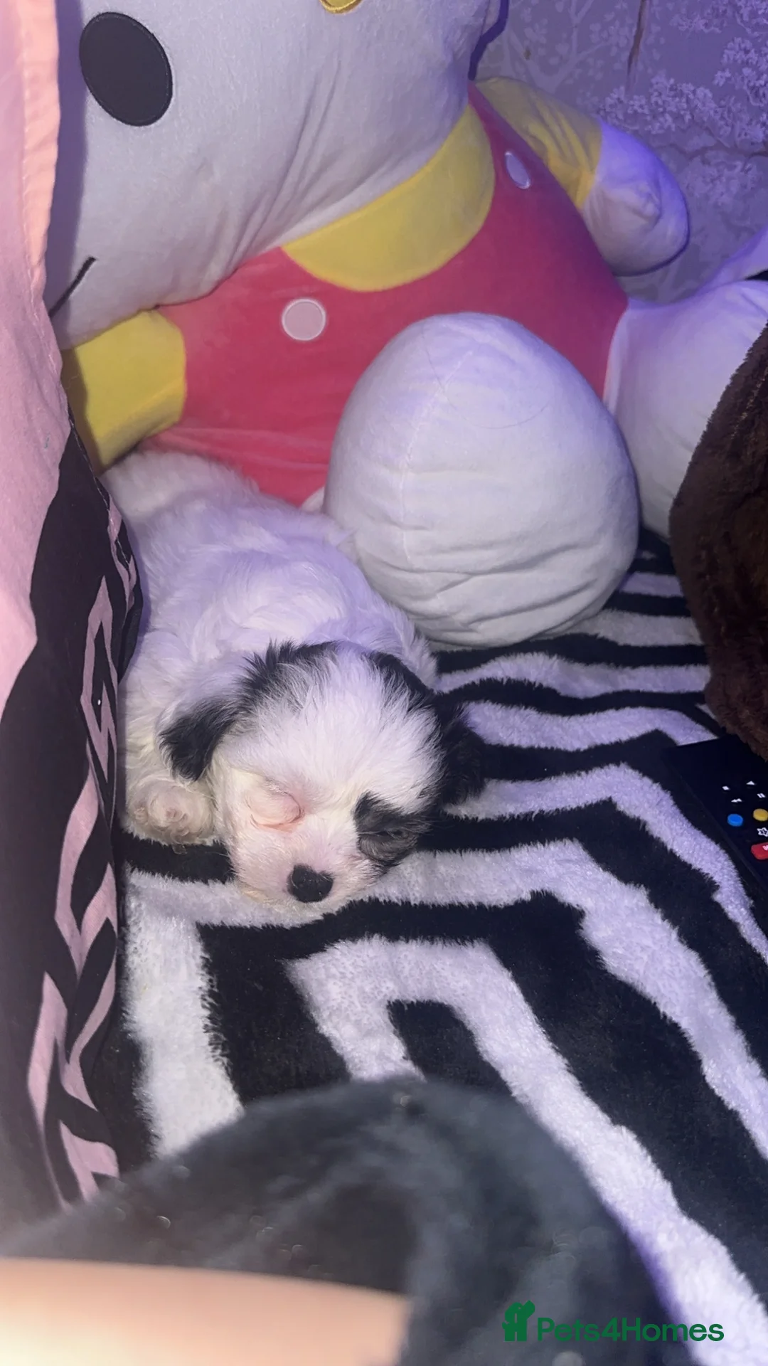 Zuchon dogs for sale: Mixed bishon  - Advert 7