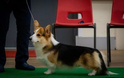 Welsh Corgi Pembroke dogs for sale: Quality Corgi puppies available to loving homes - Image 27