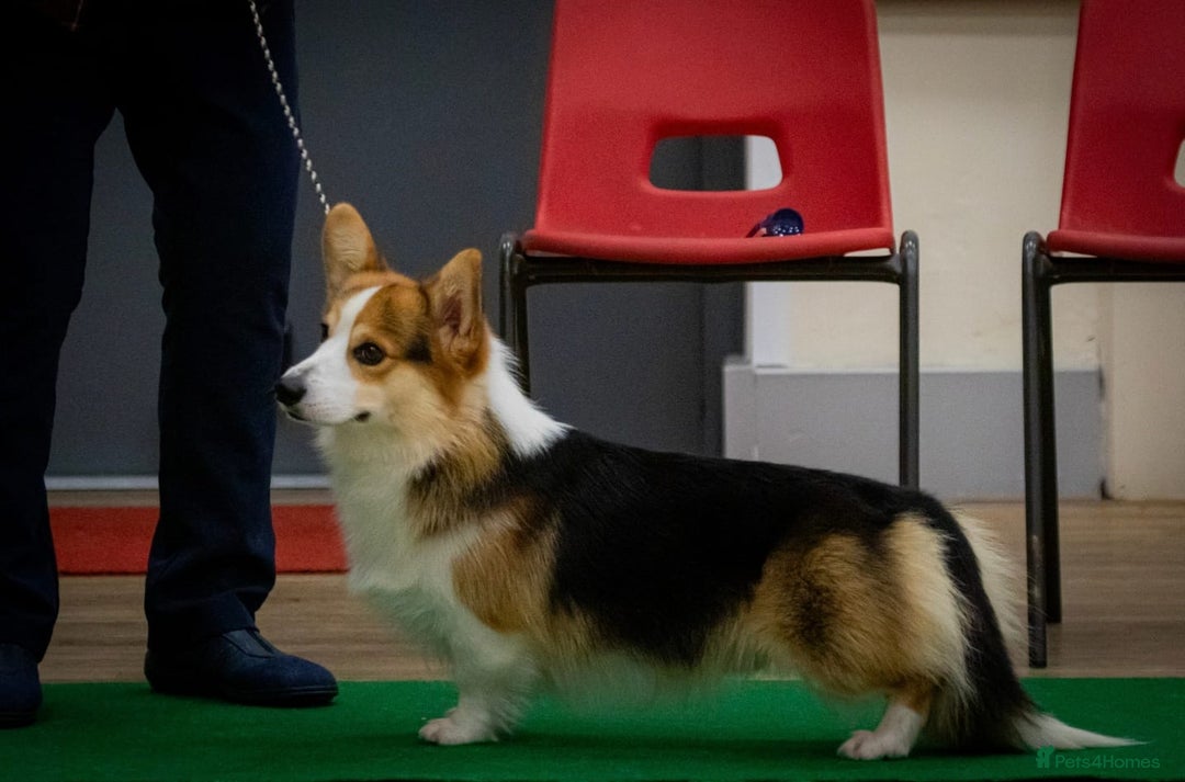 Welsh Corgi Pembroke dogs for sale: Quality Corgi puppies available to loving homes - Image 27
