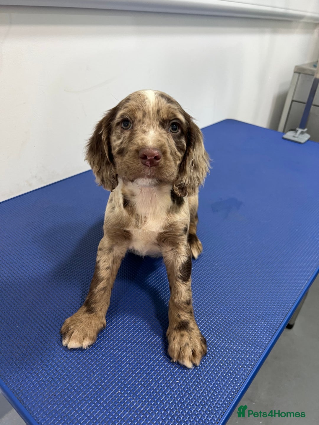 Cocker Spaniel dogs for sale: Cocker Spaniel Puppy’s (🍫Merle)  - Image 7