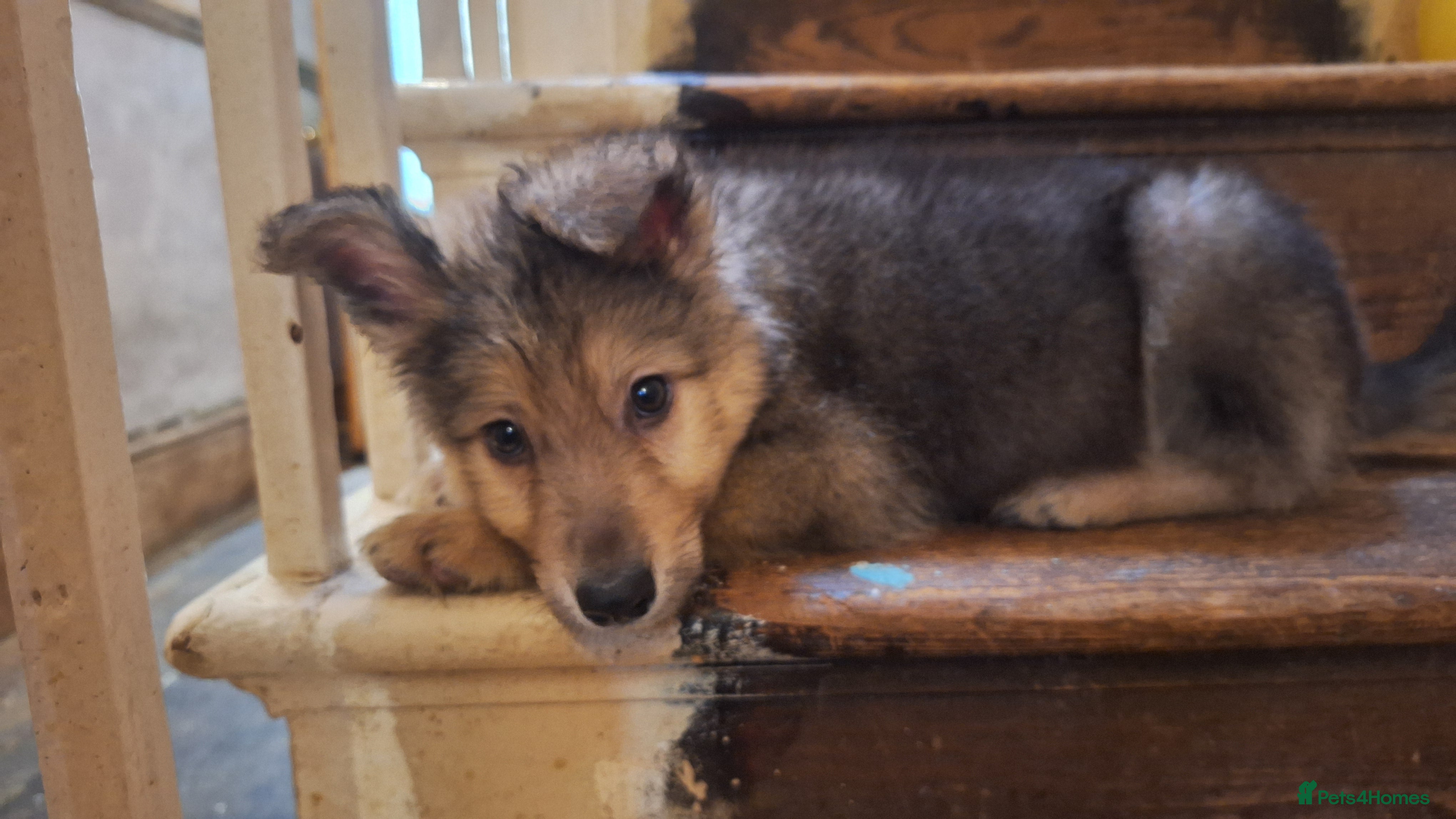 Mixed Breed dogs Shollie Pups - Advert 2