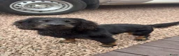 Mixed Breed dogs for sale: Gorgeous lil puppies - Advert 15
