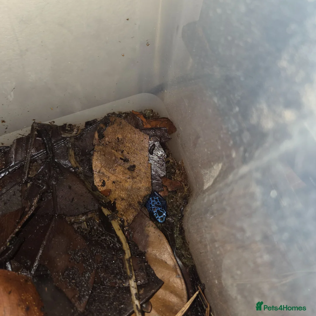 Frog reptiles for sale: Dendrobates tinctorius azureus (blue dart frog) x2 in Sheffield - Advert 2