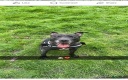 Mixed Breed dogs for sale: Tyson - Image 3