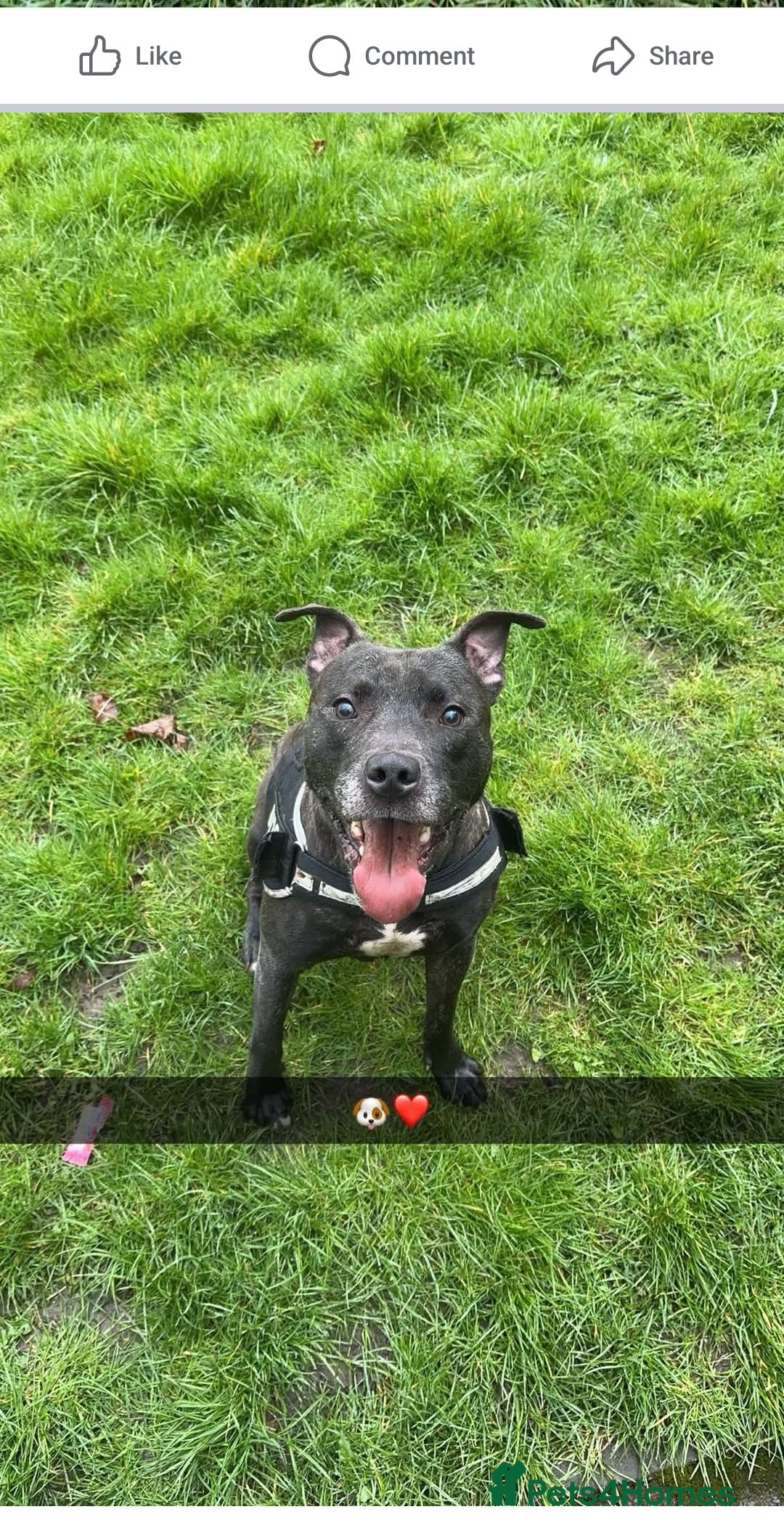 Mixed Breed dogs for sale: Tyson - Image 3