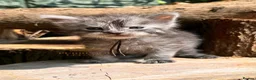 Maine Coon cats for sale: TICA registred Maine coon kittens. Rare colours  - Advert 15
