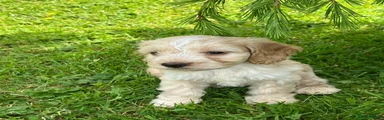 Cockapoo Puppy 8