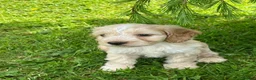 Cockapoo dogs for sale: Cockerpoo puppies  in Chesterfield - Advert 11